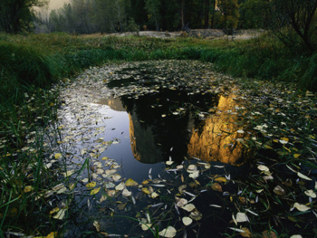 El Capitan reflected in a small valley pond. AllPosters.com