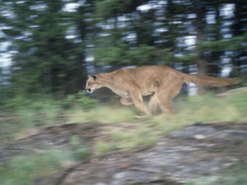 Mountain Lion Running