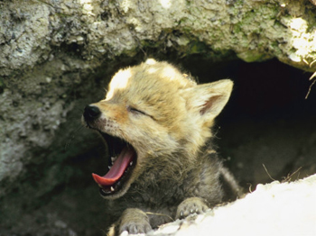 Yosemite Coyote Pup Starting A New Day-AllPosters.com