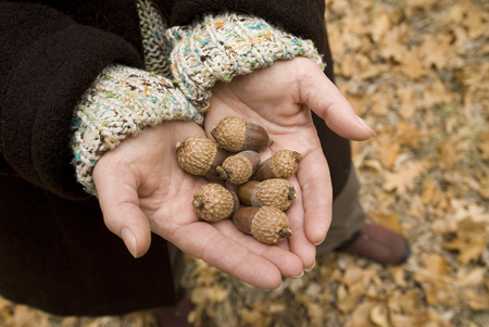 The acorns from the Black Oak were the mainstay of the Yosemite Indian diet.