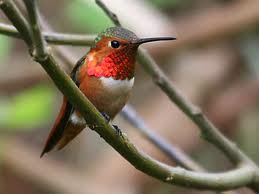 Allen's Hummingbird in Yosemite