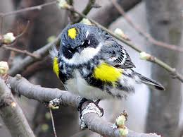 Audubon's Warbler in Yosemite