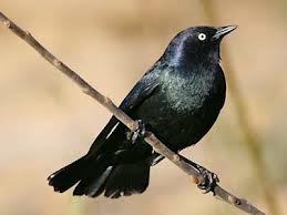 Brewer's Blackbird in Yosemite