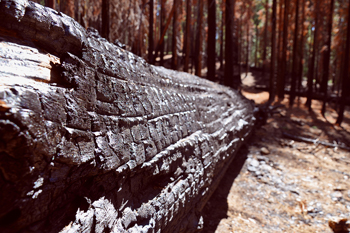 After the forest fire in Yosemite