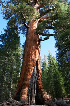 The Mariposa Grove of Sequoias in Yosemite