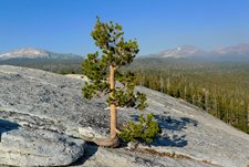 On Lembert Dome in Yosemite National Park