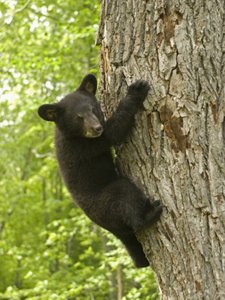 Little Bear Hanging On