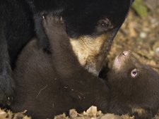 Mother Black Bear Bathing Cub-AllPosters.com