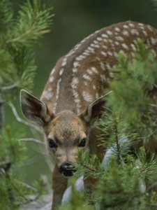 Yosemite Mule Deer Fawn Peeking