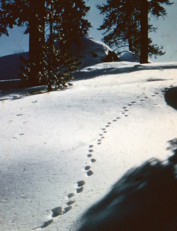 Yosemite Coyote tracks in snow. DHH photo.