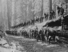 The US Cavalry in Wawona