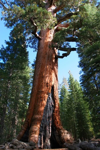 Fire damaged Sequoia in Yosemite National Park