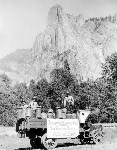 Thousands of little fish for Yosemite!