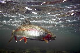 The Rainbow Trout is the best adapted to Yosemite