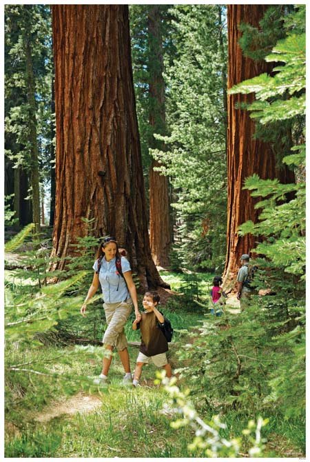 Wawona's Big Trees the Mariposa Grove