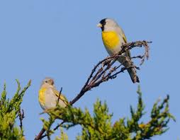 Lawrence's Goldfinch in Yosemite