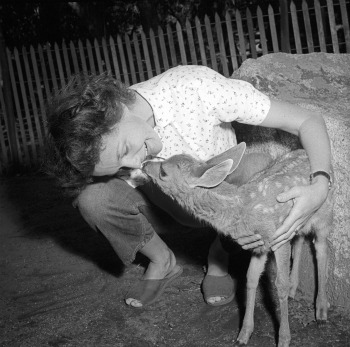 Yosemite Mule Deer Fawn in Yosemite. DH Hubbard collection.