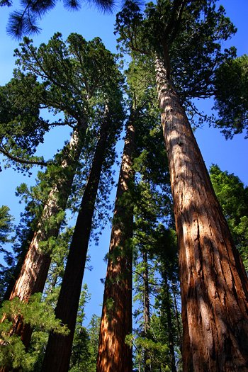 Yosemite's Giant Sequoia trees are truly stunning