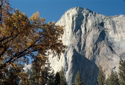 The Black Oak produced the acorns that were the staple for Yosemite's Indians