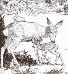 Yosemite's beautiful Mule Deer and Fawn from Furry Friends of Yosemite