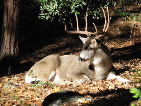 Wildlife are more plentiful in the higher elevations.