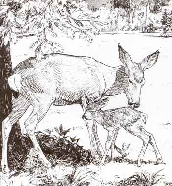 Yosemite's beautiful Mule Deer mother and fawn from "Furry Friends of Yosemite"