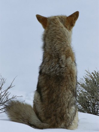 Yosemite Coyote Contemplating-AllPosters.com