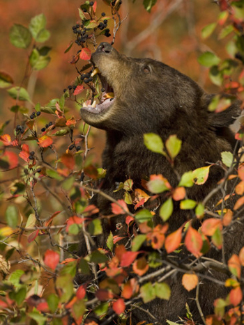 "Berry" Bear. AllPosters.com