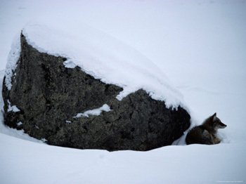 Yosemite Mountain Coyote Comfortably Curled Up In The Snow-AllPosters.com