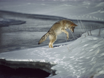 Yosemite Coyote Solo-Hunting-AllPosters.com