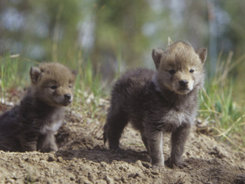 Coyote Pups Outside Their Den-AllPosters.com