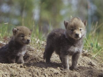 Coyote Pups Outside Their Den-AllPosters.com