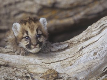 A Little Mountain Lion "Peeking"
