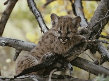 Little Yosemite Mountain Lion Cub Lounging