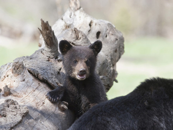 Bear Cub Playing On A Log. AllPosters.com