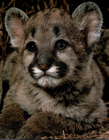 Yosemite Mountain Lion Kitten Face