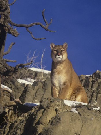 Big Male Mountain Lion On The Look-out