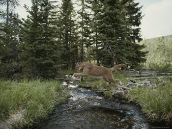 Mountain Lion Leaping-Yosemite-AllPosters.com