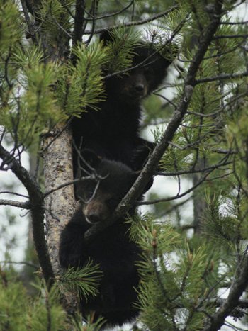 Bear Cubs Up The Tree. AllPosters.com