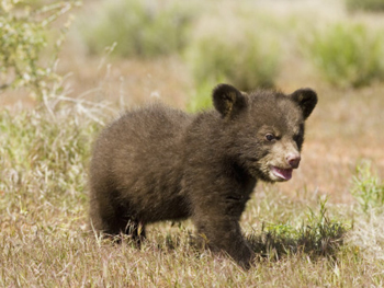 Little Bear Looking For Mama. AllPosters.com
