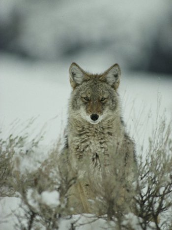 Yosemite's Silent Watcher. AllPosters.com