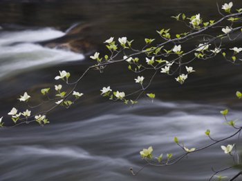 Yosemite Dogwood Trees And Water. AllPosters.com