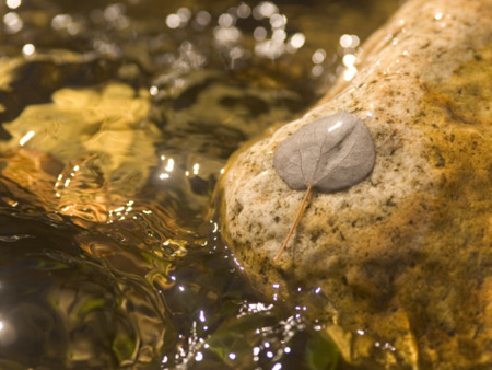 Yosemite Aspen Leaf And Water. AllPosters.com